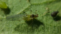 Aulacorthum solani