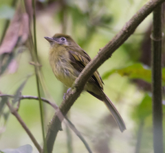 Rhynchocyclus brevirostris