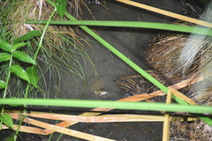 Leptodactylus validus