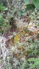 Oliganthes