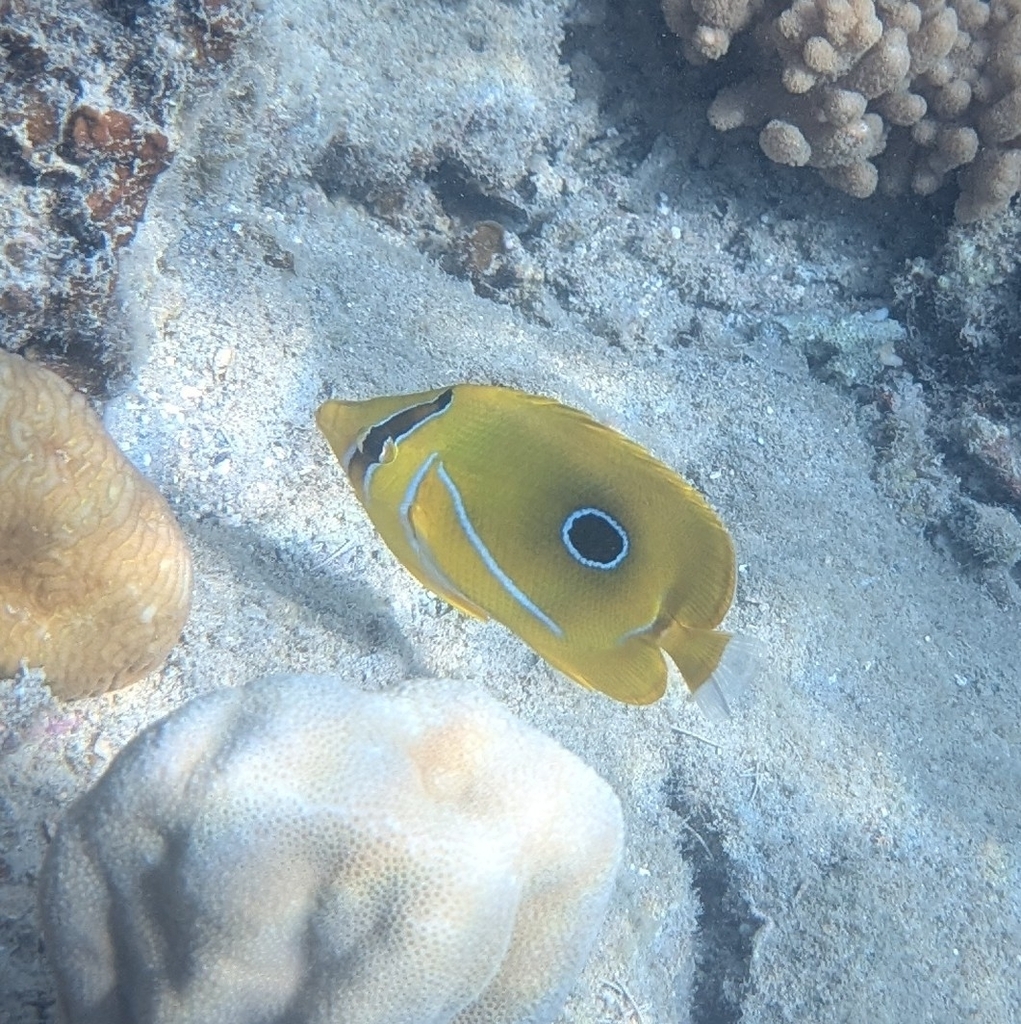 Bluelashed butterflyfish