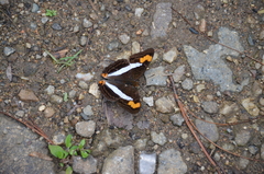 Adelpha pithys