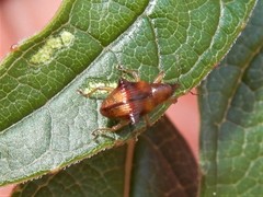 Oropterus coniger