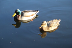 Anas platyrhynchos