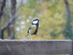 Parus major