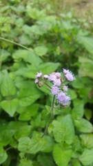 Ageratum houstonianum image