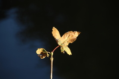 Tracheophyta