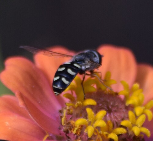 Unknown species found near Montgomery County, OH, USA