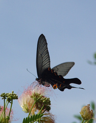 Papilio macilentus