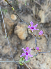 Pentopetia grevei image