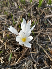 Crocus aleppicus