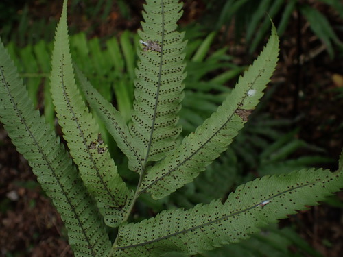 Menisciopsis cyatheoides observed 2025-10-12