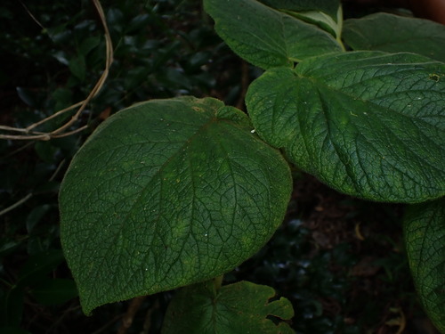 Cyrtandra cordifolia observed 2025-10-12