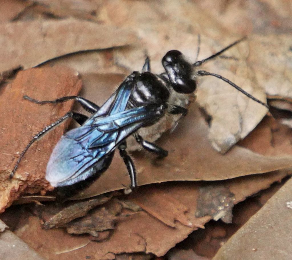 Astata gigas