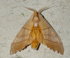 Euhampsonia cristata