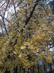 Ginkgoopsida
