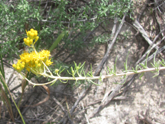 Isocoma pluriflora
