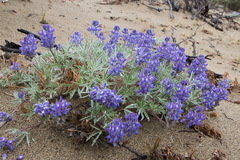 Lupinus kuschei