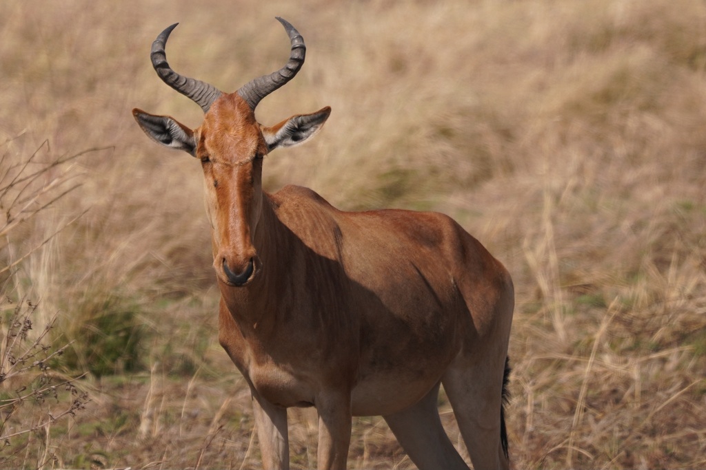 Coke’s hartebeest, Serengeti, Tanzania, photographed by Chris