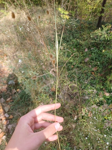 Sporobolus compositus, photograph 3
