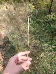 Sporobolus compositus, photograph Quinten Wiegersma, CC BY, iNaturalist via GBIF