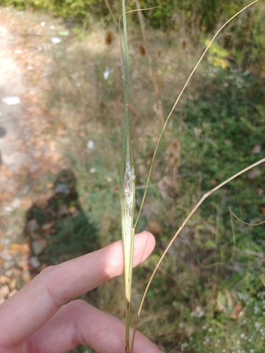 Sporobolus compositus, photograph 4