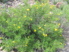 Tecoma stans angustata