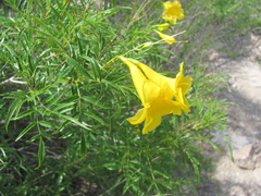 Tecoma stans angustata