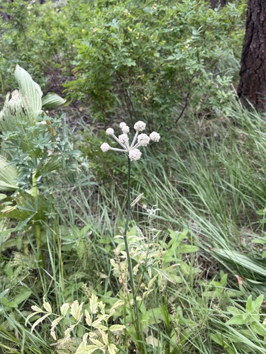 iNaturalist observation photo of ranger buttons