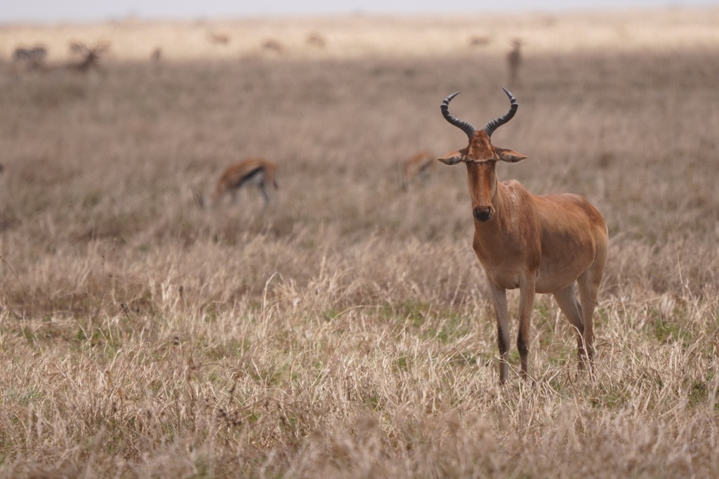 Coke’s hartebeest, Serengeti, Tanzania, photographed by Chris