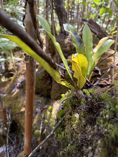 Elaphoglossum parvisquameum observed 2025-10-12