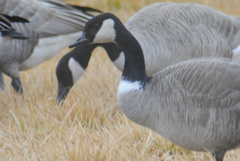 Branta canadensis parvipes