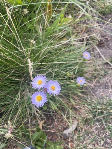iNaturalist observation photo of western mountain aster