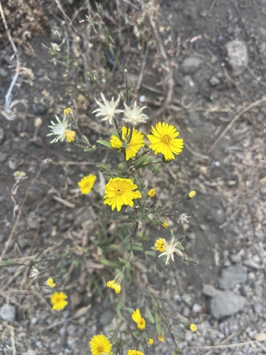 iNaturalist observation photo of Common Madia