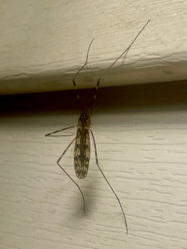 Unknown species found near Oak Lake Park Rd, Coralville, IA, US