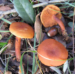 Lactarius atlanticus