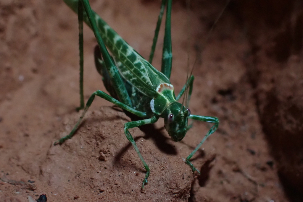 juniper bush katydid