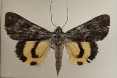 Catocala sordida