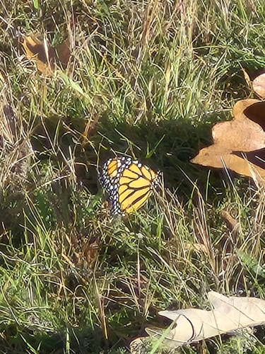 Monarch Butterfly