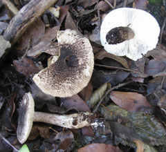Tricholoma squarrulosum