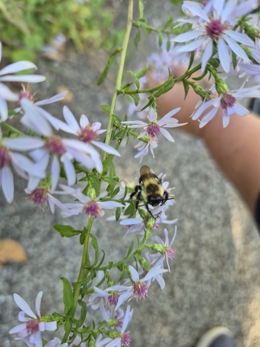 Common Eastern Bumble Bee