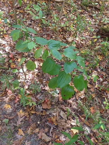 Illinois Carrionflower (Smilax illinoensis)
