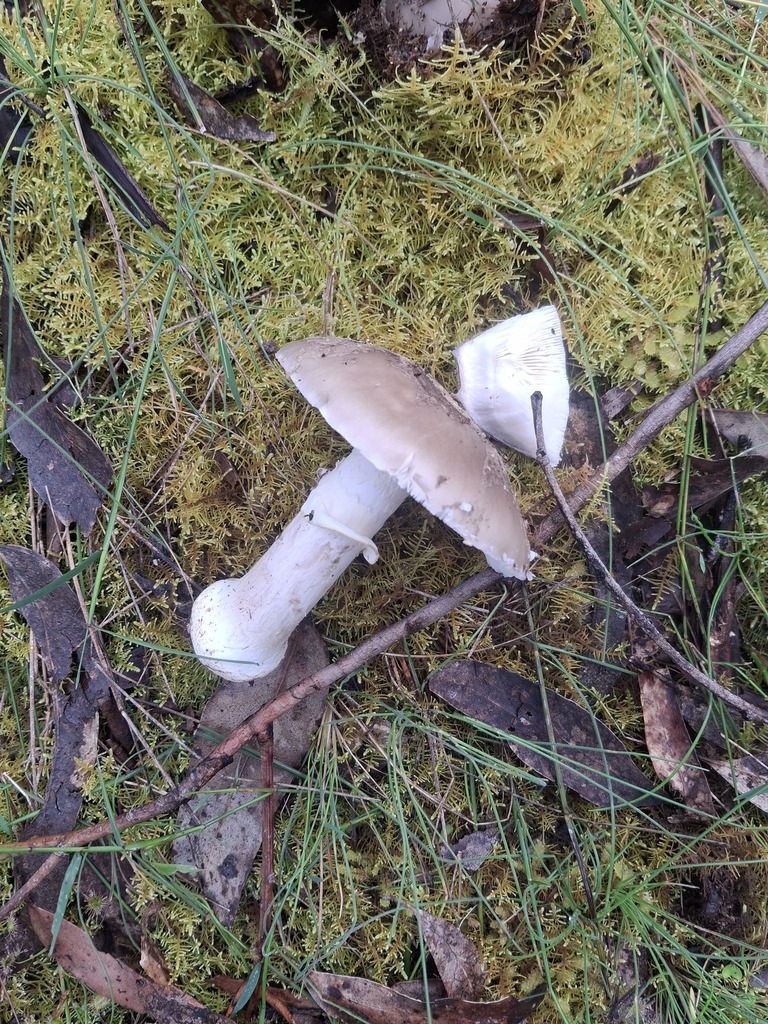 Amanita luteolovelata · October 2025 · photo: © jupal04 (iNaturalist, cc-by)