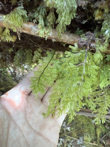 Ohiaku (Hymenophyllum recurvum)