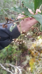 Oliganthes