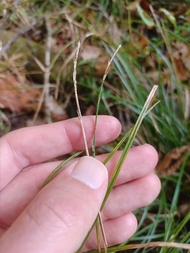 Weak Stellate Sedge (Carex seorsa)