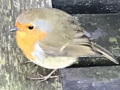 Erithacus rubecula