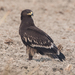 Águila Moteada - Photo (c) Koshy Koshy, algunos derechos reservados (CC BY)
