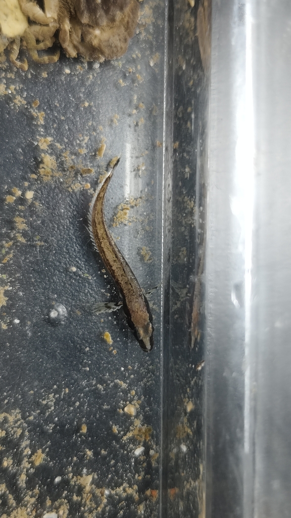 Sixline prickleback (Ernogrammus hexagrammus) — Stichaeidae