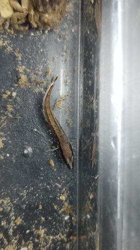 Sixline prickleback (Ernogrammus hexagrammus) — Stichaeidae